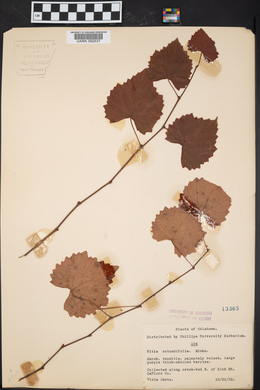 Vitis rotundifolia image