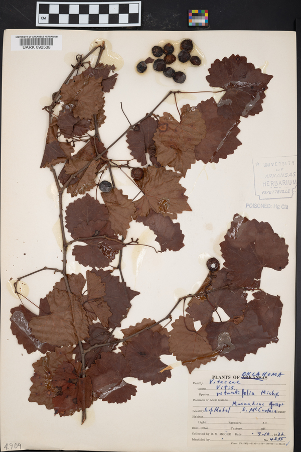 Vitis rotundifolia image