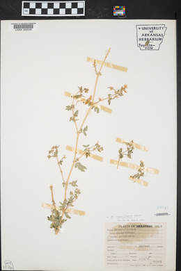 Kallstroemia parviflora image