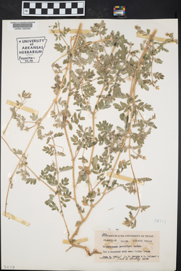 Kallstroemia parviflora image