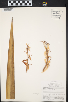 Yucca aloifolia image