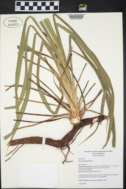 Yucca arkansana image