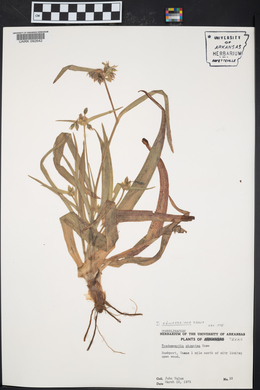 Tradescantia edwardsiana image