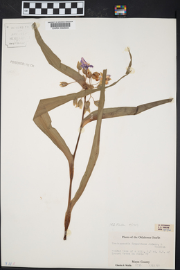 Tradescantia ernestiana image