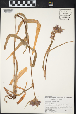 Tradescantia gigantea image