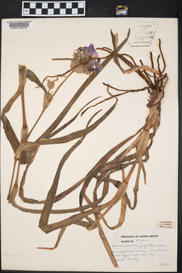 Tradescantia gigantea image