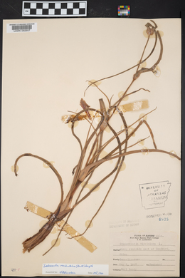 Tradescantia occidentalis image