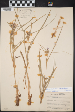 Tradescantia occidentalis image