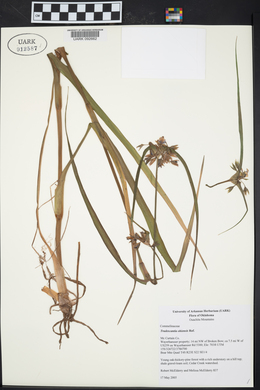 Tradescantia ohiensis image