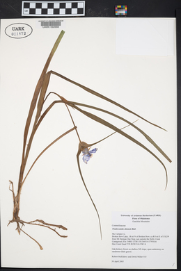 Tradescantia ohiensis image