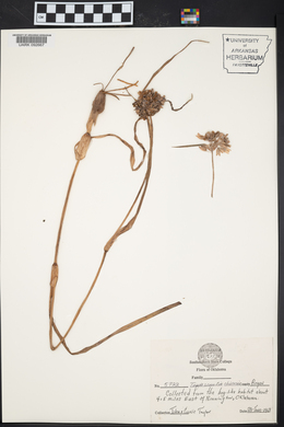 Tradescantia ohiensis image