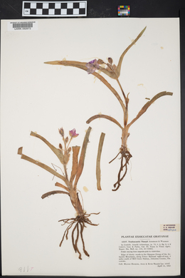 Tradescantia tharpii image