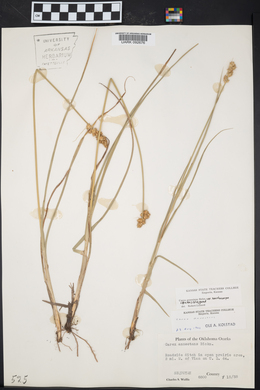 Carex annectens var. xanthocarpa image