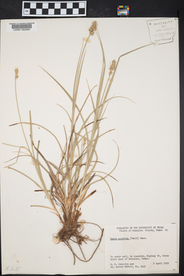 Carex austrina image