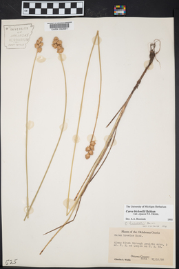 Carex bicknellii image