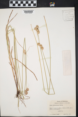 Carex brittoniana image