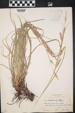 Carex cherokeensis image