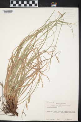 Carex cherokeensis image