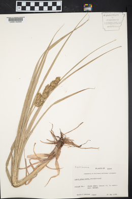 Carex crus-corvi image