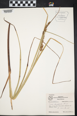 Carex decomposita image