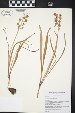 Camassia scilloides image