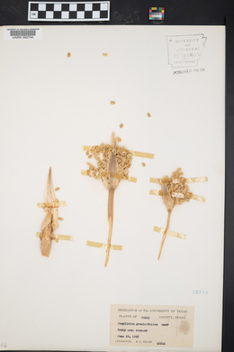 Dasylirion graminifolium image