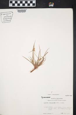 Cyperus acuminatus image