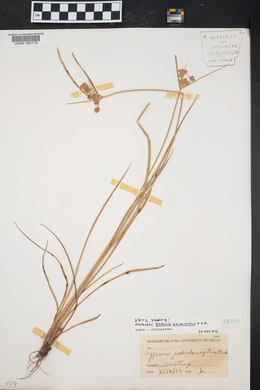 Cyperus acuminatus image