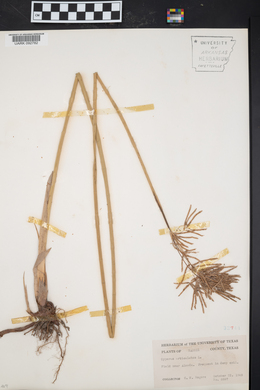 Cyperus articulatus image