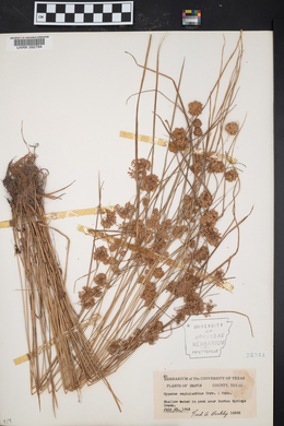 Cyperus cephalanthus image