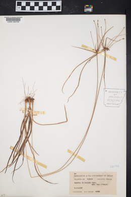 Cyperus filiculmis image