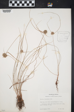 Cyperus filiculmis image