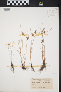 Cyperus flavescens image