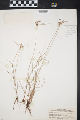 Cyperus hermaphroditus image