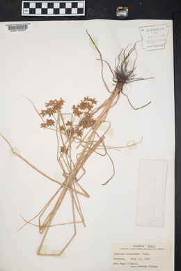 Cyperus ochraceus image