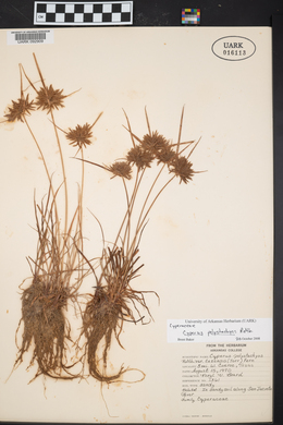 Cyperus polystachyos image