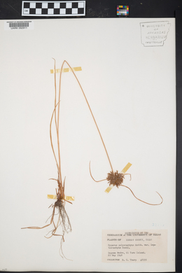 Cyperus polystachyos image