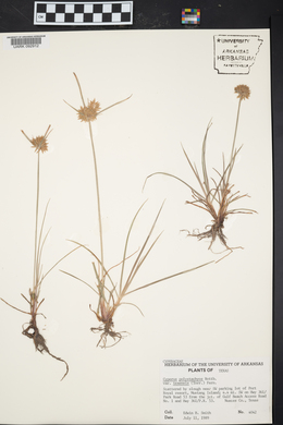 Cyperus polystachyos image