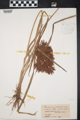 Cyperus setigerus image