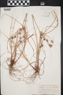 Cyperus refractus image