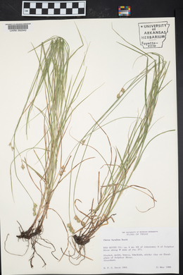 Carex hyalina image