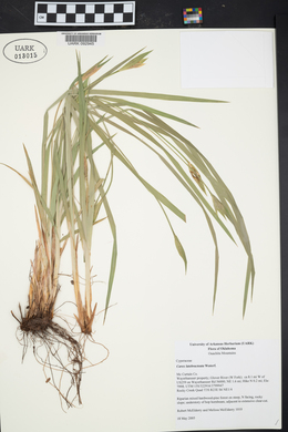 Carex latebracteata image