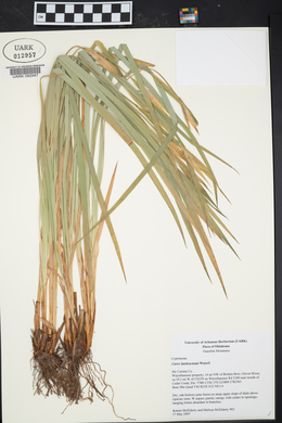 Carex latebracteata image