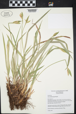 Carex latebracteata image