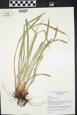 Carex latebracteata image