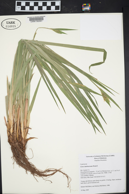 Carex latebracteata image
