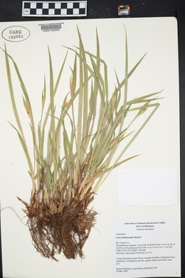 Carex latebracteata image