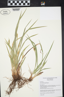 Carex latebracteata image