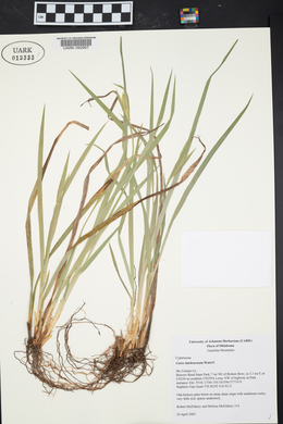 Carex latebracteata image