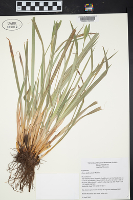 Carex latebracteata image